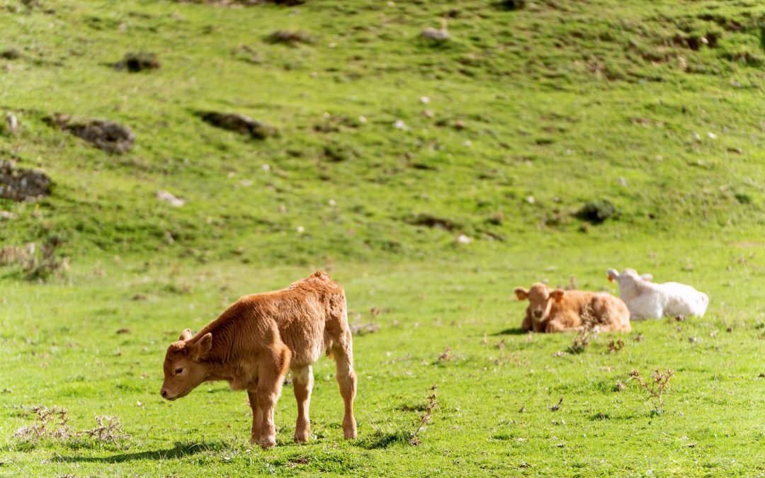 ¿Qué es el calostro bovino o de vaca?